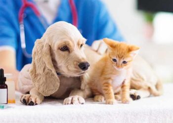 How-Veterinarians-Can-Benefit-from-CBD-cbd-times