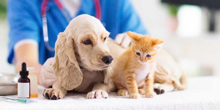 How-Veterinarians-Can-Benefit-from-CBD-cbd-times