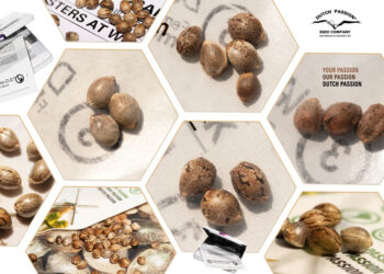 The Different Types of Cannabis Seeds