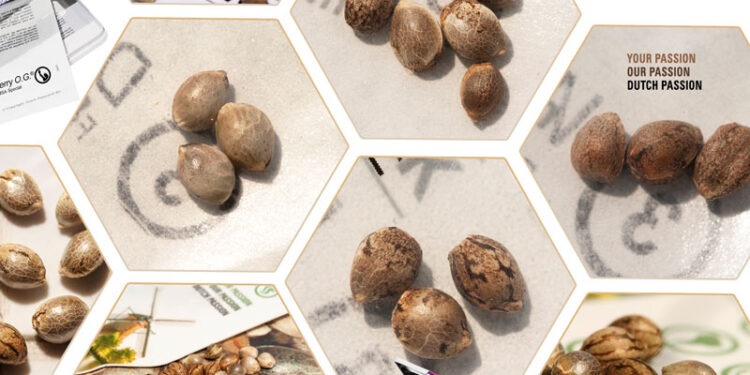 The Different Types of Cannabis Seeds