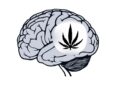 The Ultimate Guide To Cannabis And The Brain