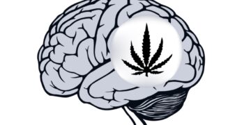 The Ultimate Guide To Cannabis And The Brain