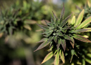 Marijuana: The Most Underrated Lifestyle Choice On Earth