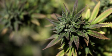 Marijuana: The Most Underrated Lifestyle Choice On Earth